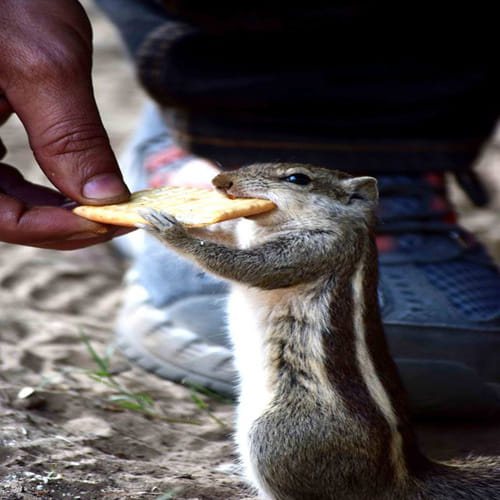 world photography day 2017: Squirrel clicked while eating biscuit at Keoladeo National Park