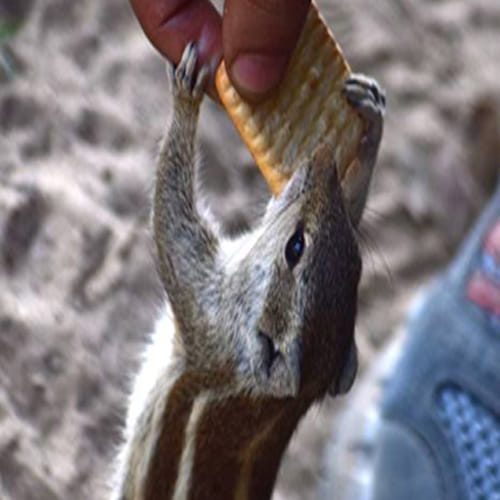 world photography day 2017: Squirrel clicked while eating biscuit at Keoladeo National Park