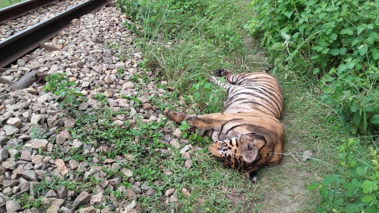 tigress killed by speedy train in bahraich