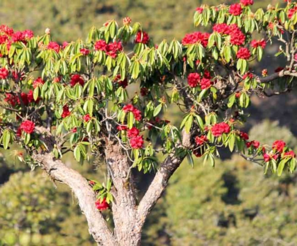 benifits of buraansh flower