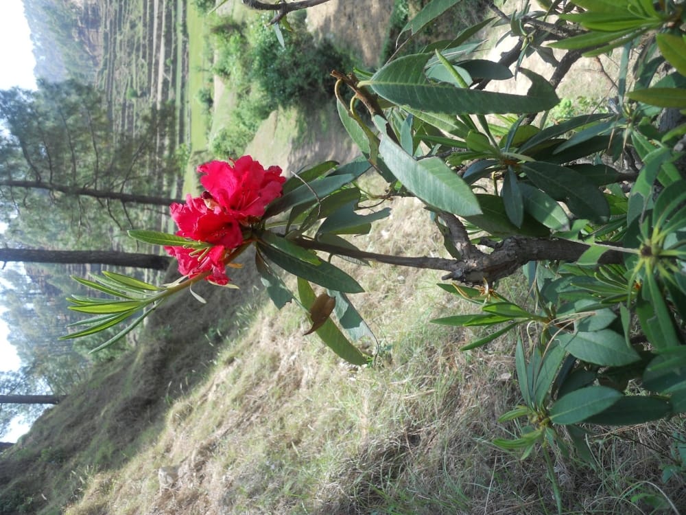 benifits of buraansh flower