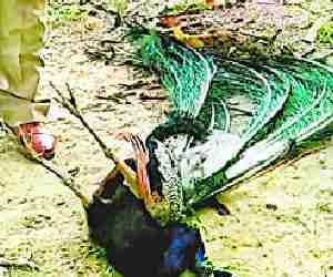 Peacock and buffalo dies of Current