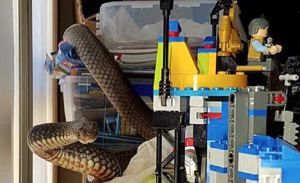 eastern brown snake found wrapping around child toy