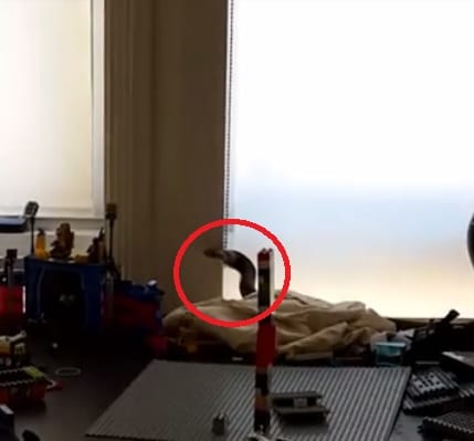 eastern brown snake found wrapping around child toy