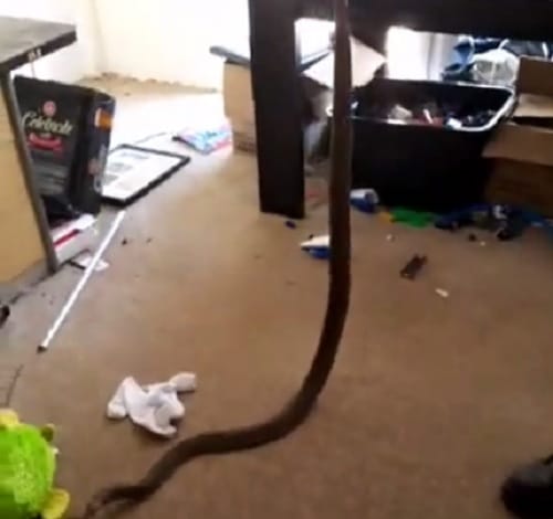 eastern brown snake found wrapping around child toy