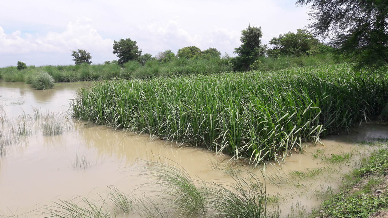 Eight Villages of Sareu Shore in Panic