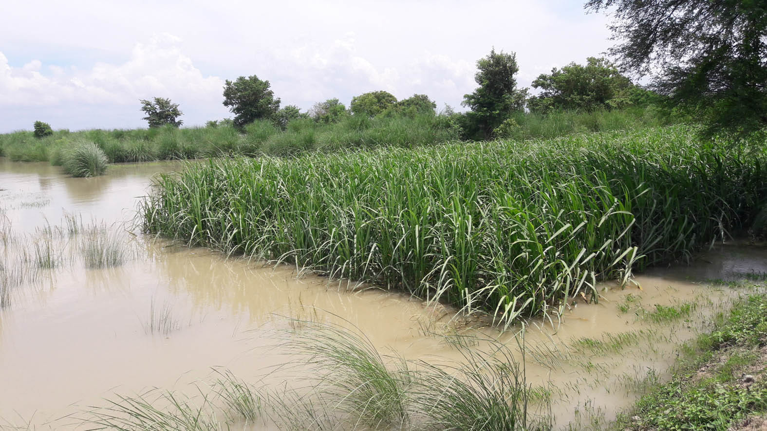 flood in ghaghra river harmfull for ajamgarh and mau
