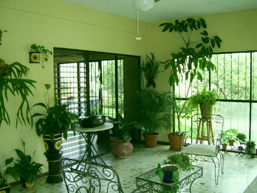 do not keep these type of plant at your home