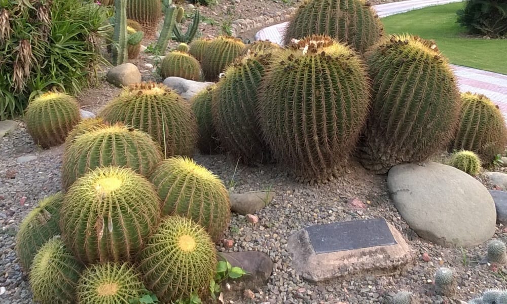 do not keep these type of plant at your home