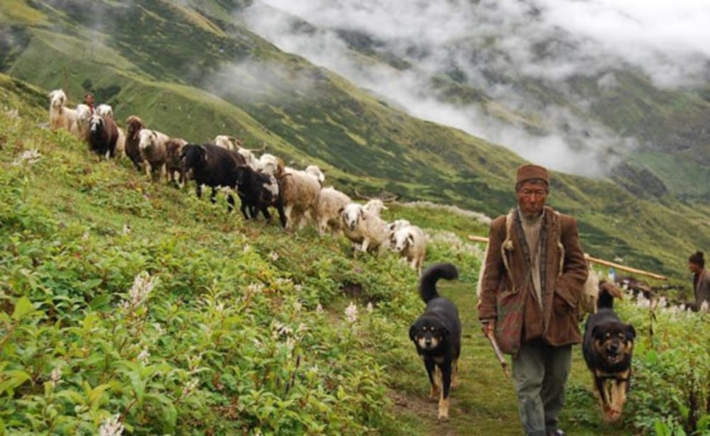 Sheep and goat farmers get permission for Chugan on China border in Uttarakhand