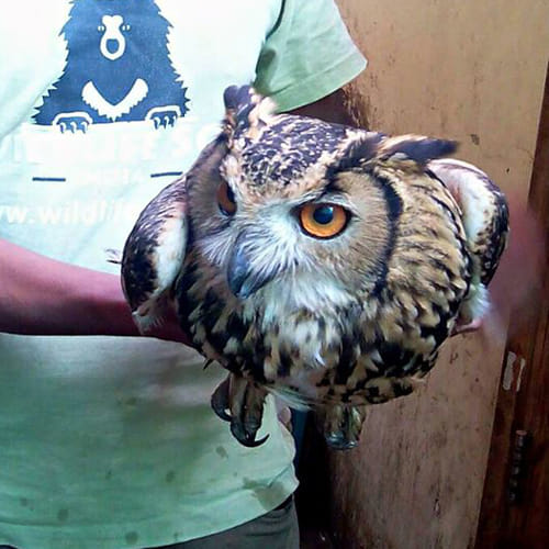 Owl wings remove all negative power