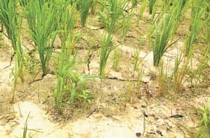 crop affected due to lack of water