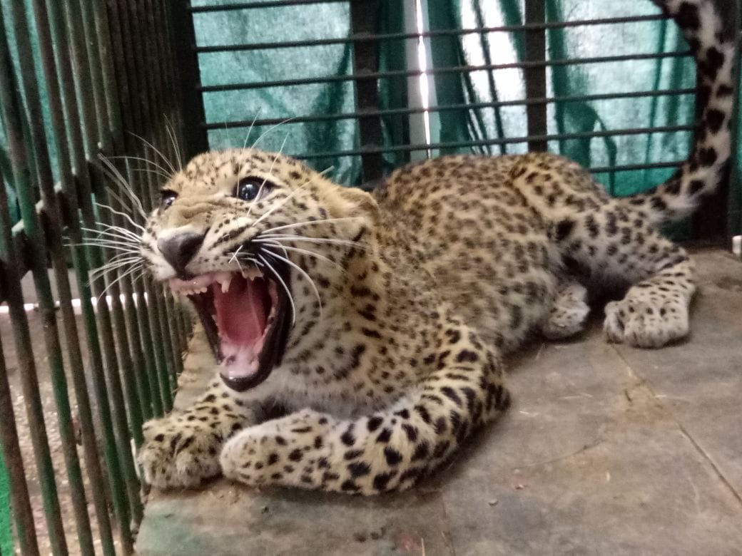 Panther cough injury in the spinal cord, treatment will run in the jaipur zoo