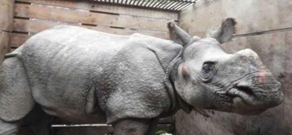 A horned Rhinoceros reached India from Nepal in floods