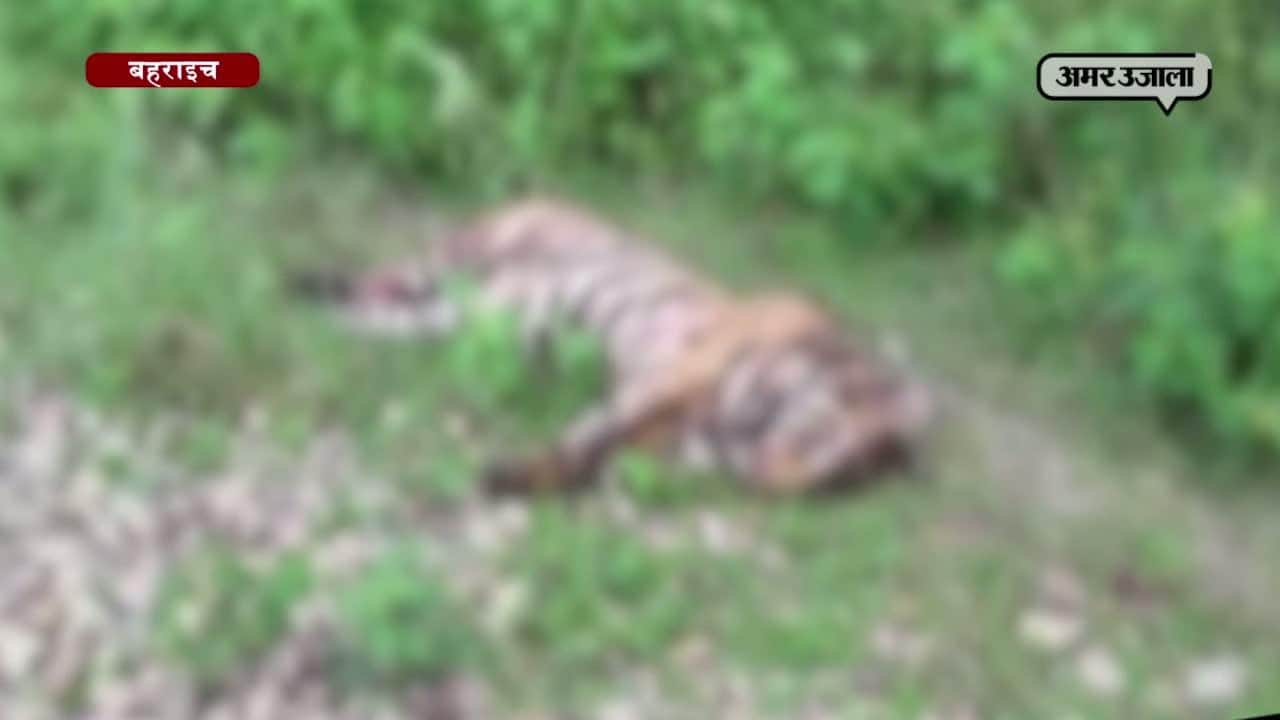 बाघिन की मौत 