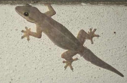 Live Gecko alias wall lizard removed from man ear