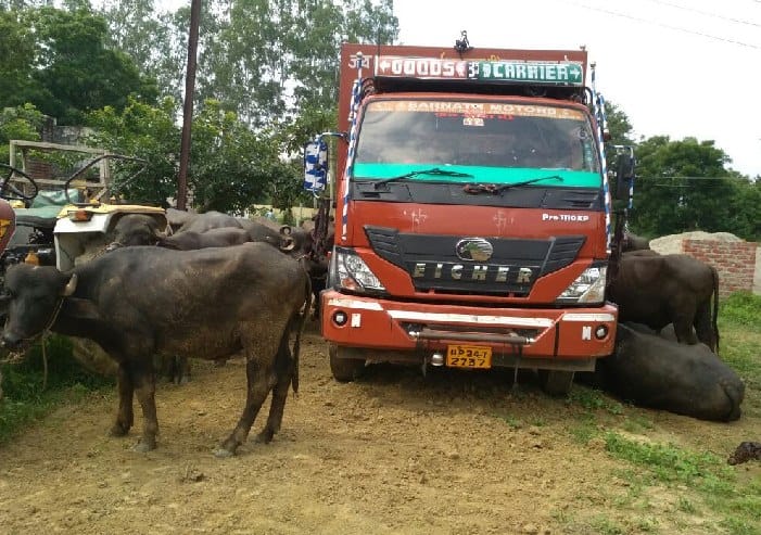 A tanker full of animals caught, handed over to the police