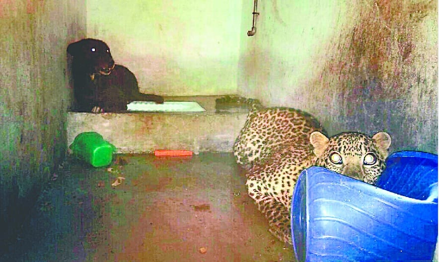  Leopard and dog are locked in bathroom for eight hours
