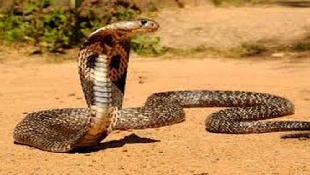 a snake is bitting a man for eight days continue in aligarh 