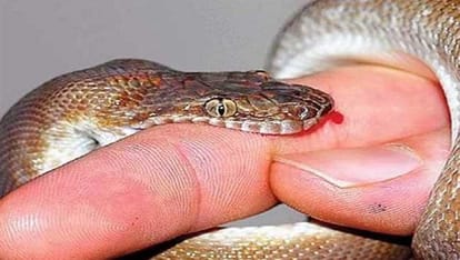 a snake is bitting a man for eight days continue in aligarh 