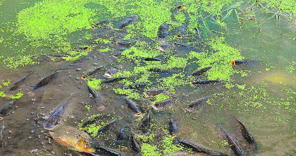 fishes found dead in dhanas lake chandigarh