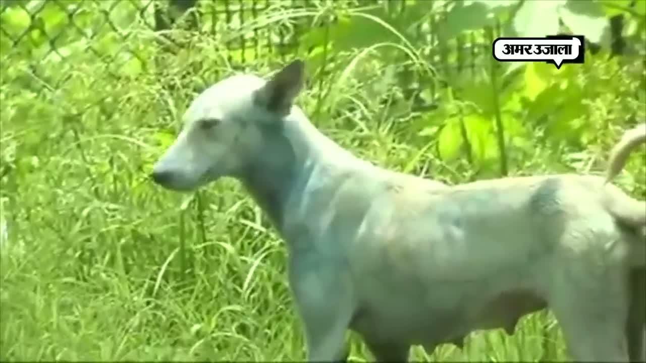 कुत्ते