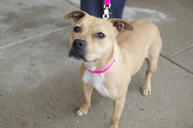 pitbull breed dog lost, police filed case against three boys