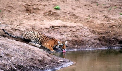 ranthambore ready to host full day safari for tourists standing committee objects it 