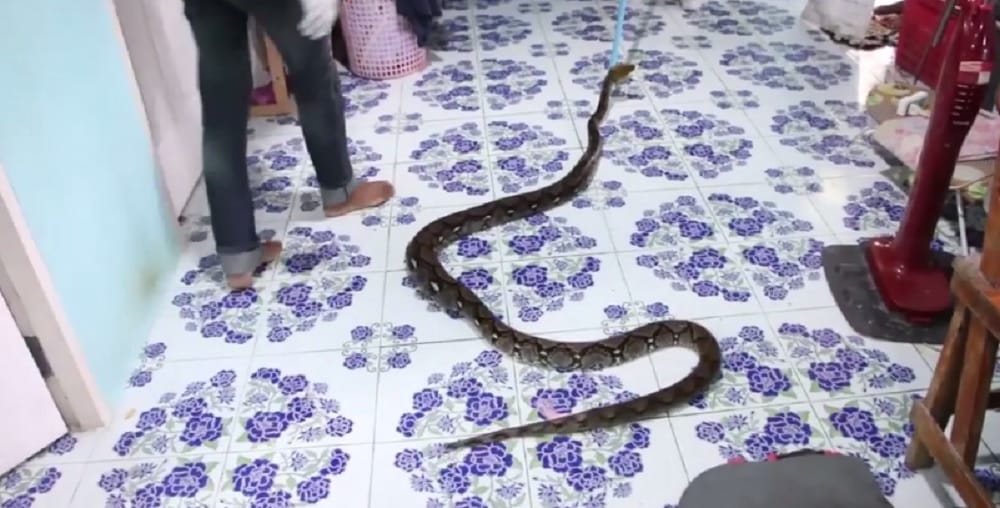 10 foot python was found under the bed 