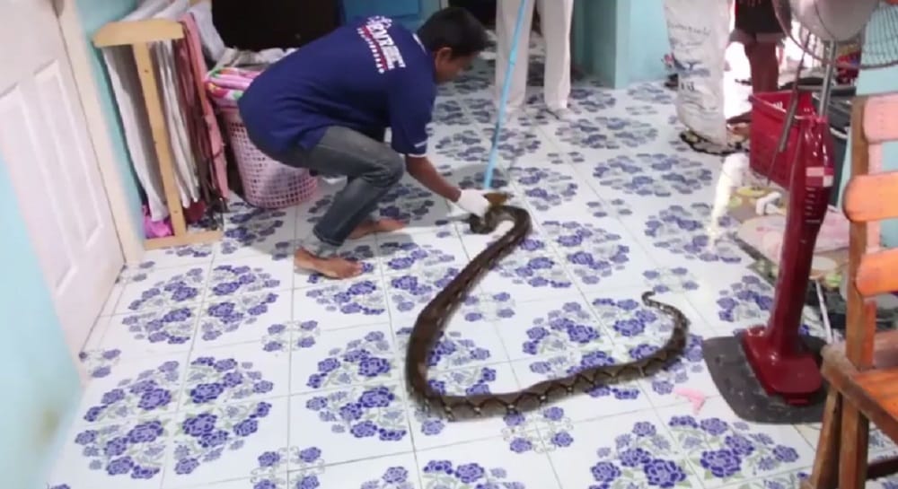 10 foot python was found under the bed 