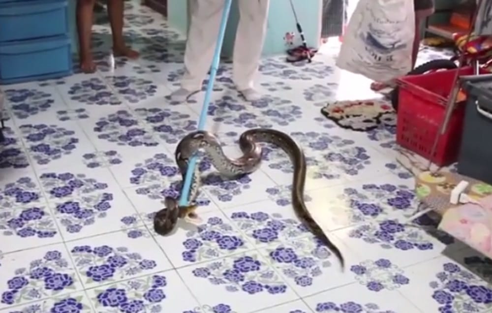 10 foot python was found under the bed 