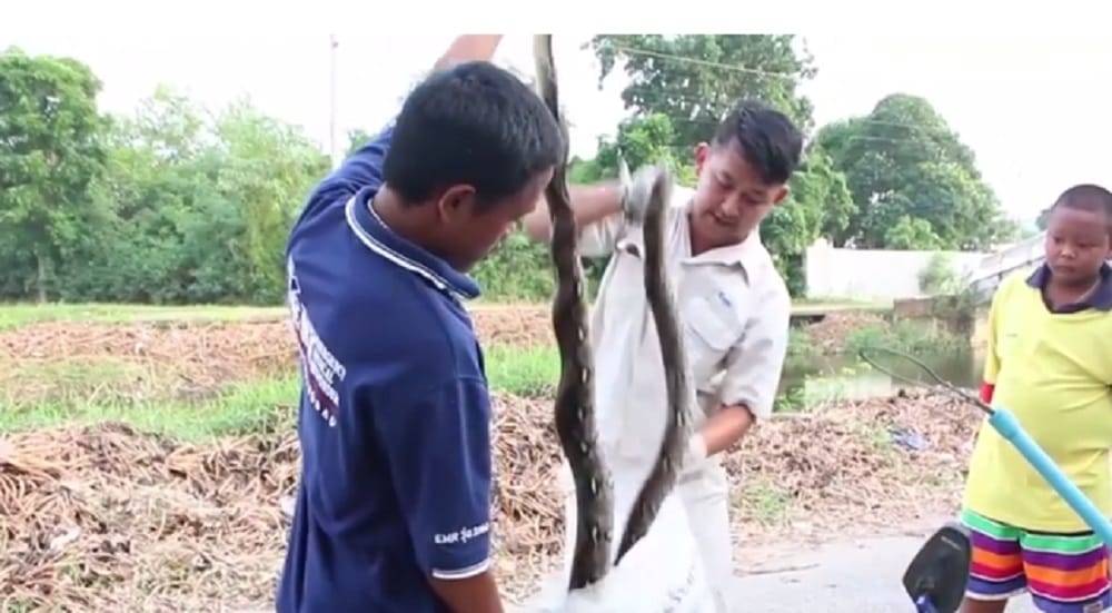 10 foot python was found under the bed 