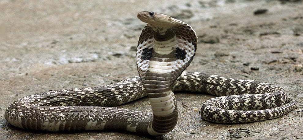 snake found during funeral in dehradun shamshan ghat
