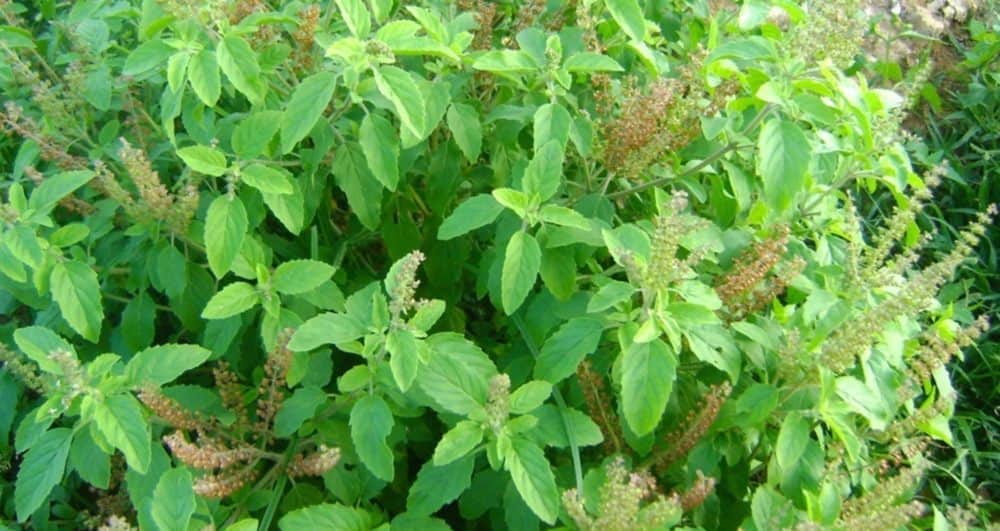 Things to be careful about if you have planted Tulsi at home