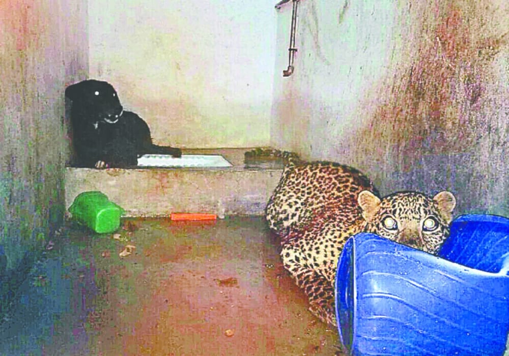 leopard and dog into bathroom in eight hours