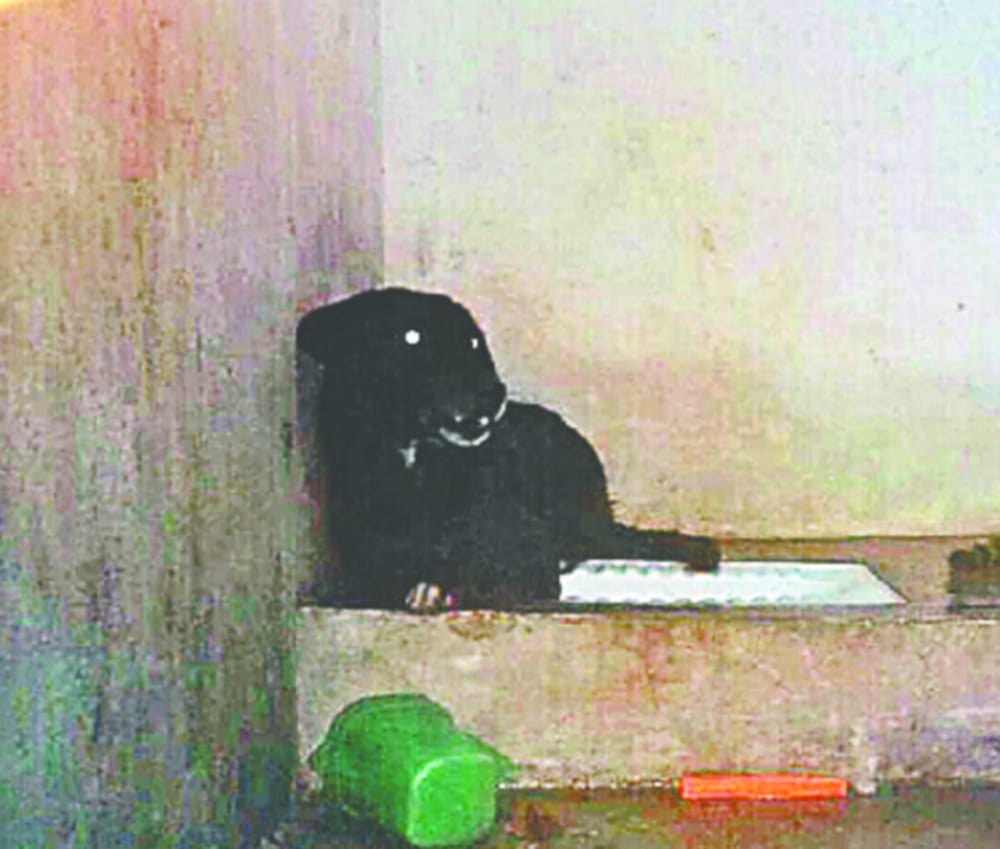 leopard and dog into bathroom in eight hours