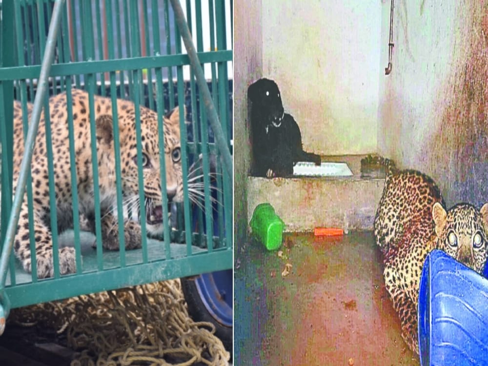 leopard and dog into bathroom in eight hours