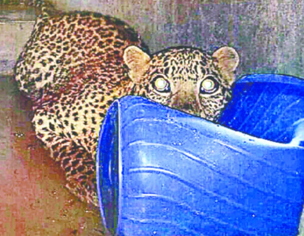leopard and dog into bathroom in eight hours