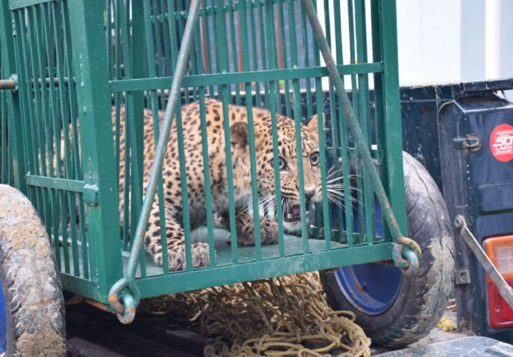 leopard and dog into bathroom in eight hours