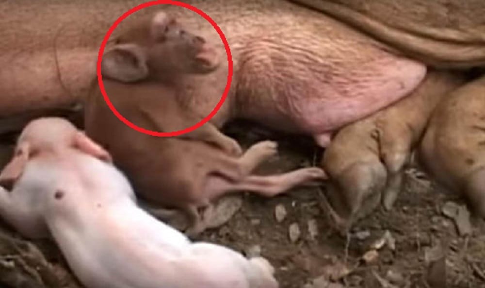 Monkey faced pig born with one eye in middle of the face
