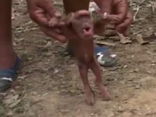 Monkey faced pig born with one eye in middle of the face
