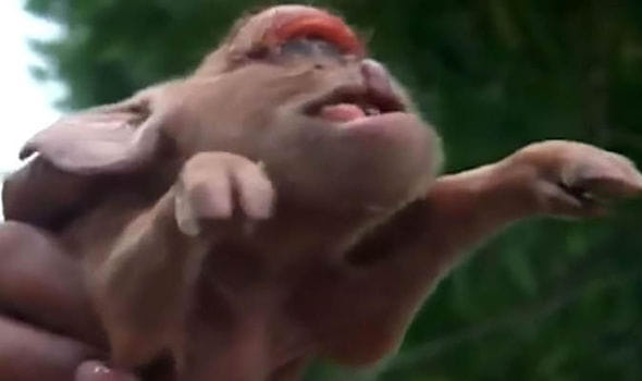 Monkey faced pig born with one eye in middle of the face