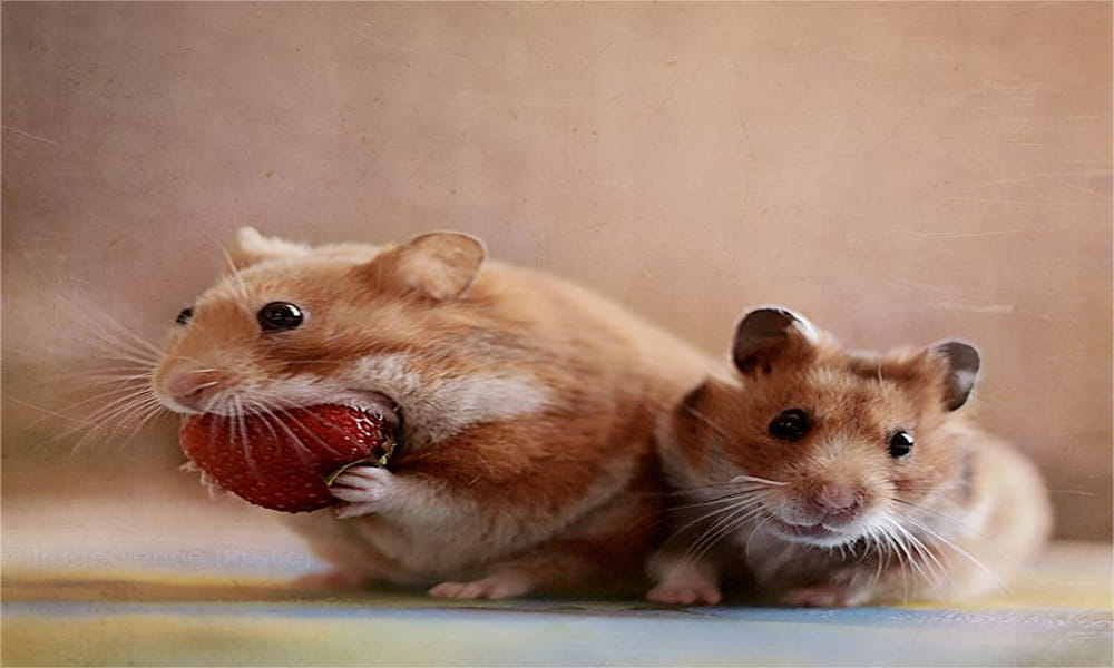 do not kill rats because lord ganesha vehicle or vahan indicate negative power