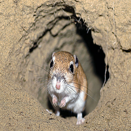 do not kill rats because lord ganesha vehicle or vahan indicate negative power