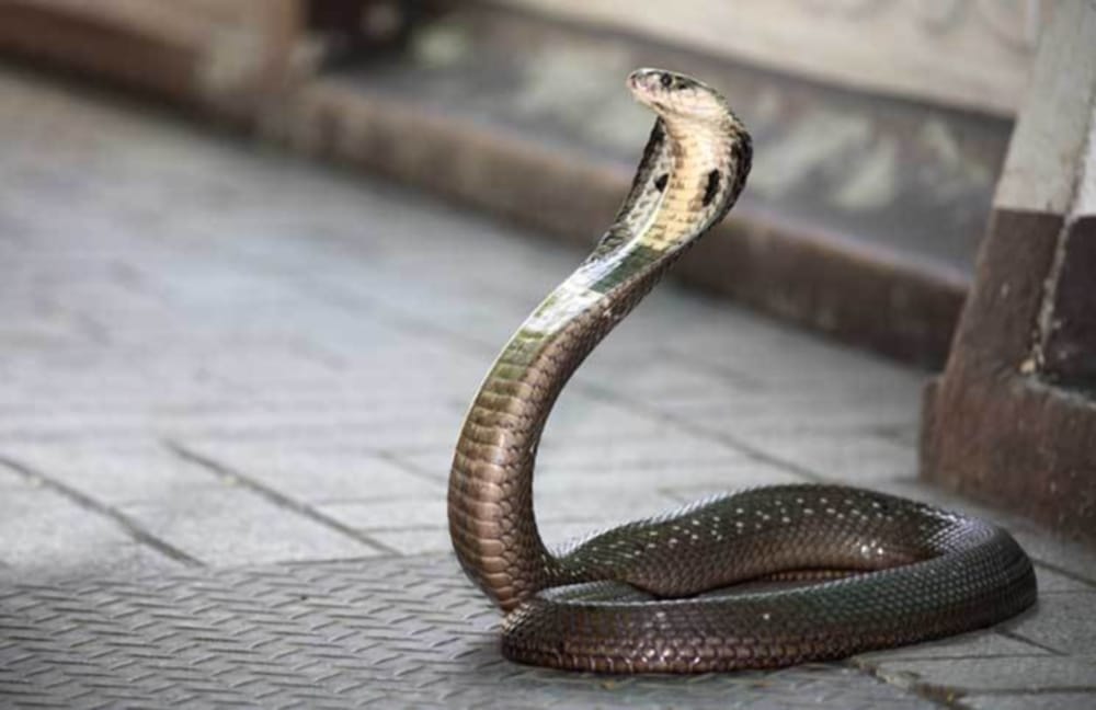 cobra found in home in dehradun city
