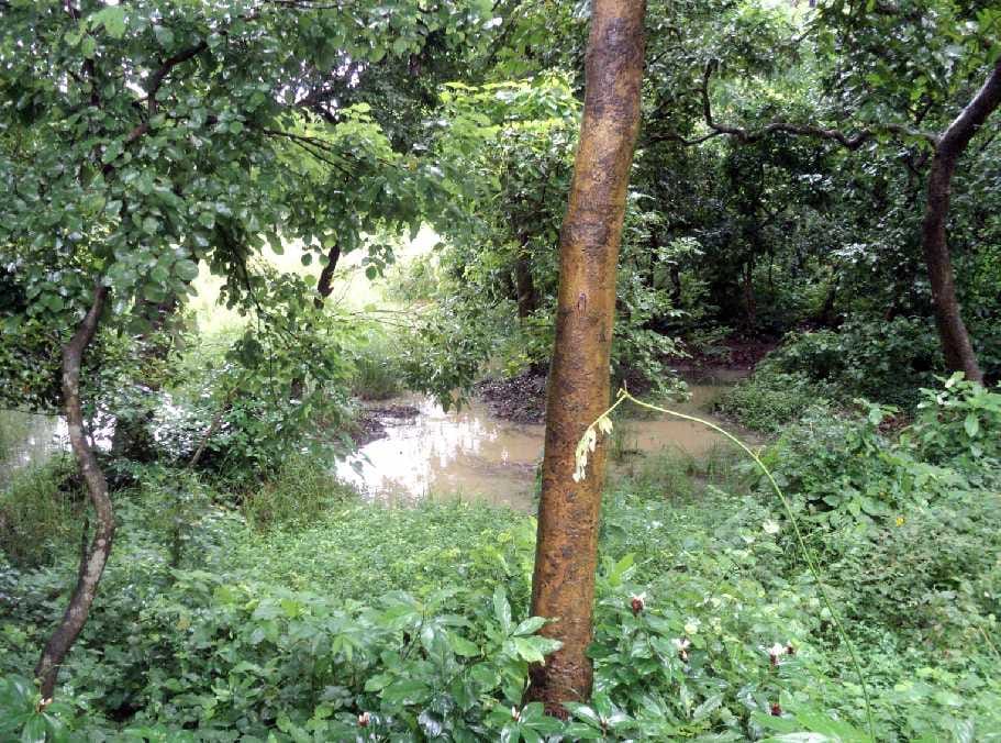 Flood waters, forests and wildlife threats in the forest
