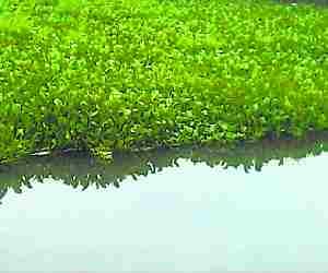 Gomti water not purified