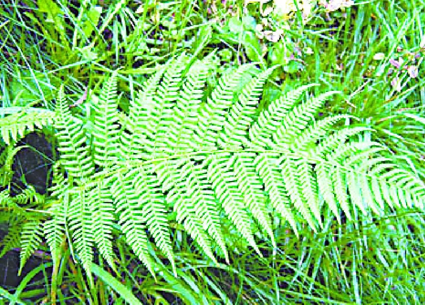 The fern is disappearing from the forest