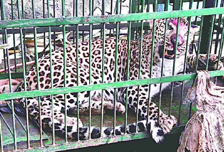 Leopard made synonyms of panic captured in cage