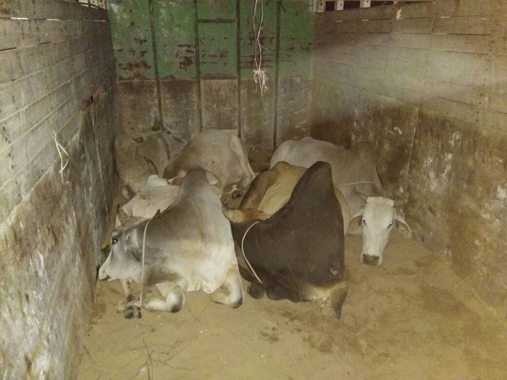 truck full of cows and bull recovered in jaisalmer 